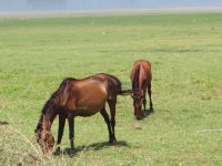 Any kind of animal is seen around the lake, here are two horses