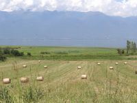 Balls of hay on farmlands west of Kerkini Lake
