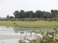 Ideal scenery on Kerkini Lake with two horses on the banks of the lake