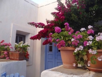 Traditional cycladic houses and flowers in Kastro, Sikinos