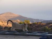 A cat in the village Kastro in Sikinos and in the background the first houses of Alopronoia