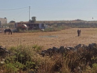 Αγροτικές καλλιέργειες στο χωριό ’νω Μάννα, κοντά στην Ερμούπολη