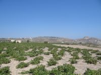 Cyclades - Santorini - Akrotiri - Vineyards