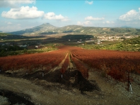 Cooperative winery of Nemea